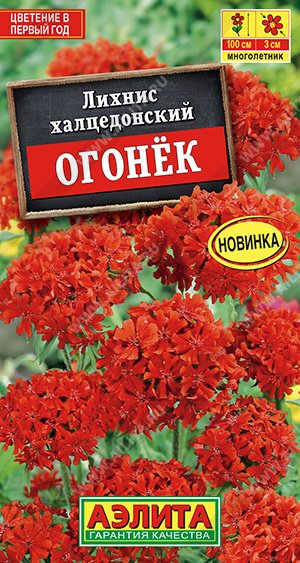 Огонек (цветок): описание и уход :: donttk.ru